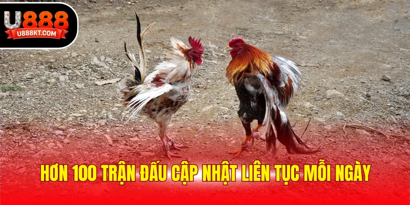 Hơn 100 trận đấu từ chọi kê cập nhật liên tục mỗi ngày