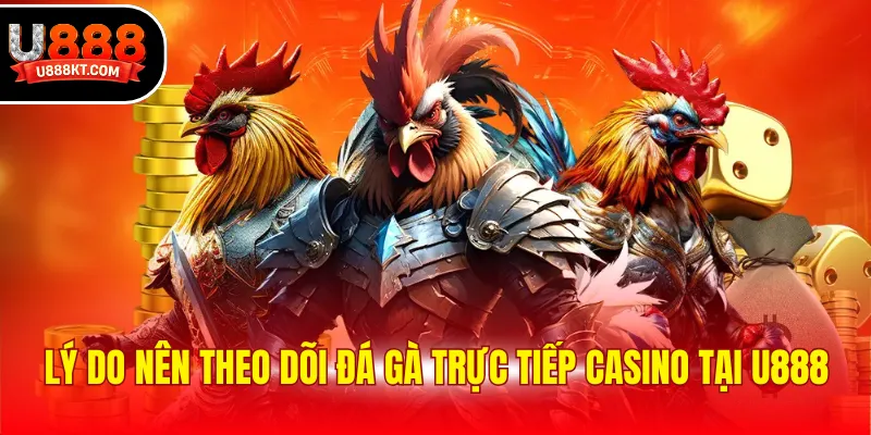 Lý do nên theo dõi đá gà trực tiếp casino tại U888